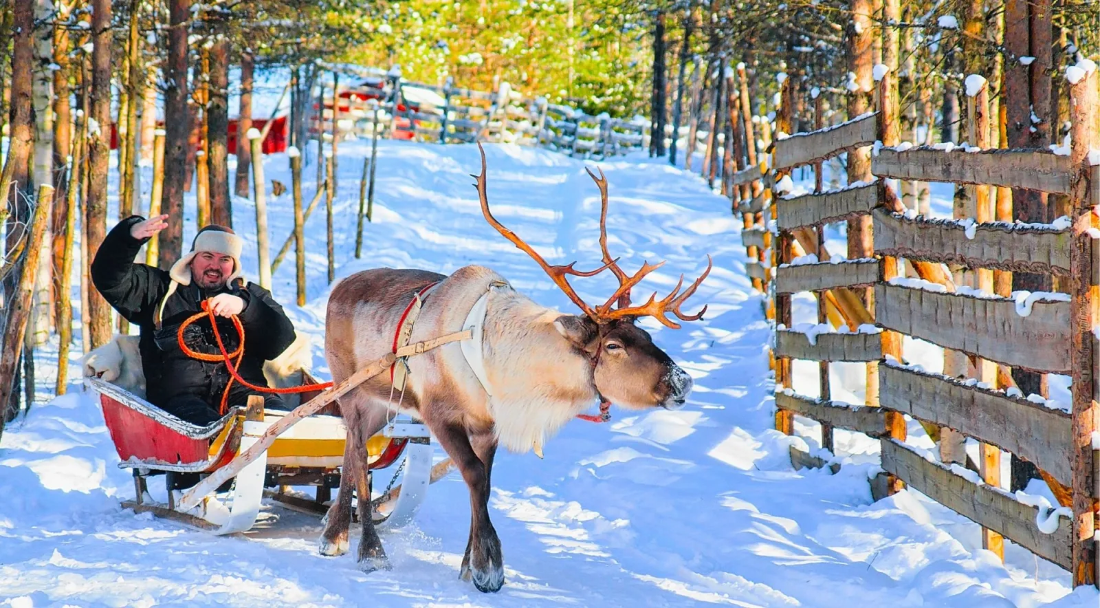 Guest riding a reindeer-pulled sleigh through snow at a Rovaniemi farm