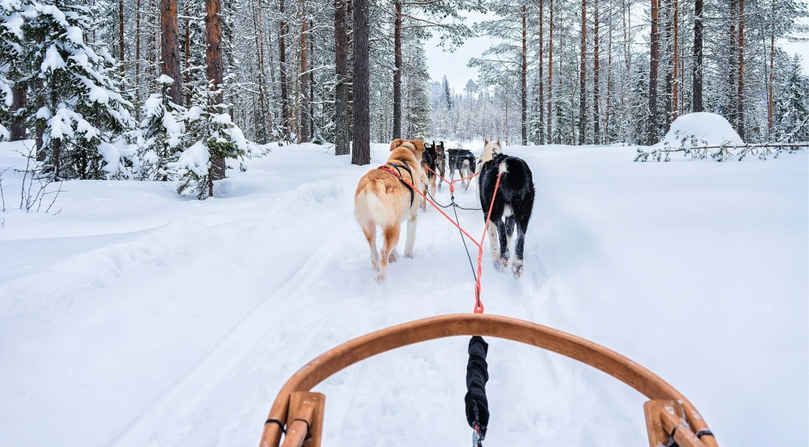 Team of huskies pulling a sled along a snowy forest trail near Rovaniemi